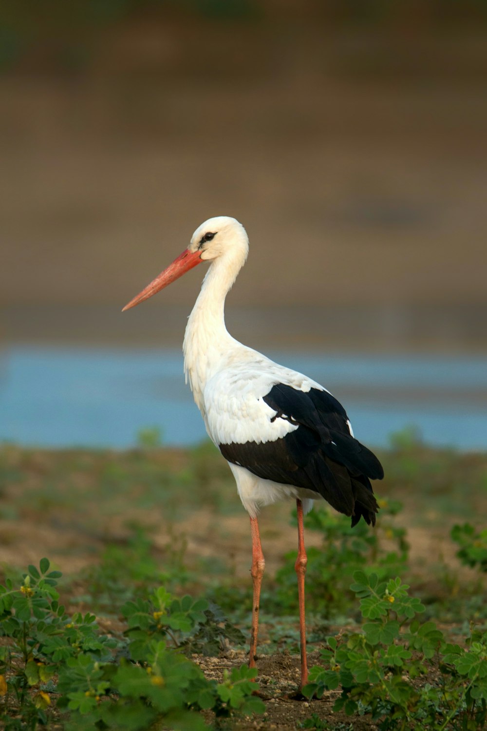 a white and black bird standing in a field