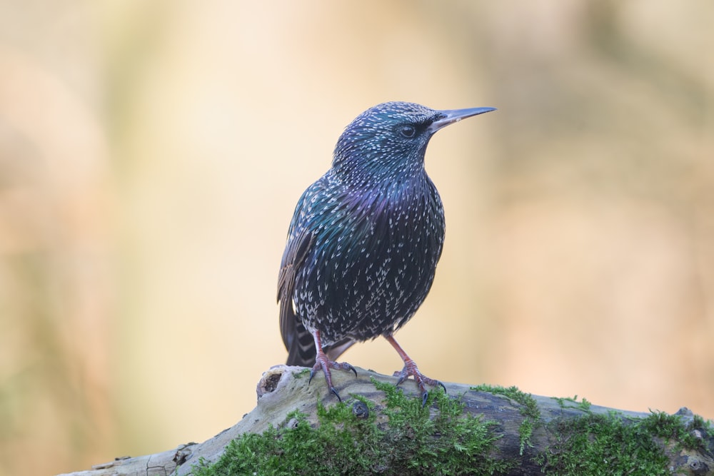 a small bird sitting on top of a tree branch