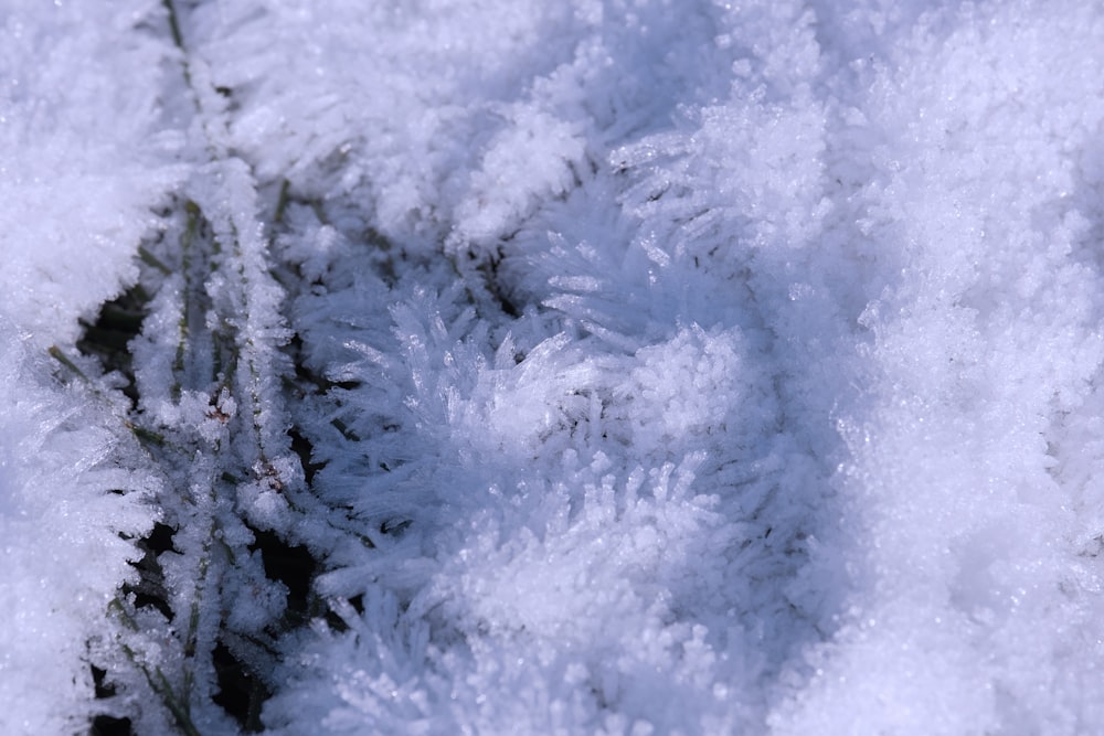 a close up of a snow covered plant