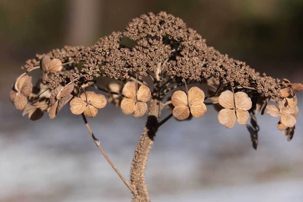 a close up of a plant with flowers on it