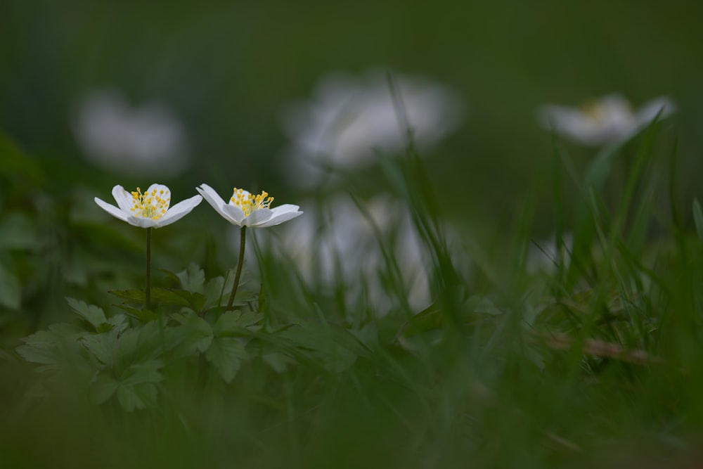 a couple of white flowers sitting on top of a lush green field