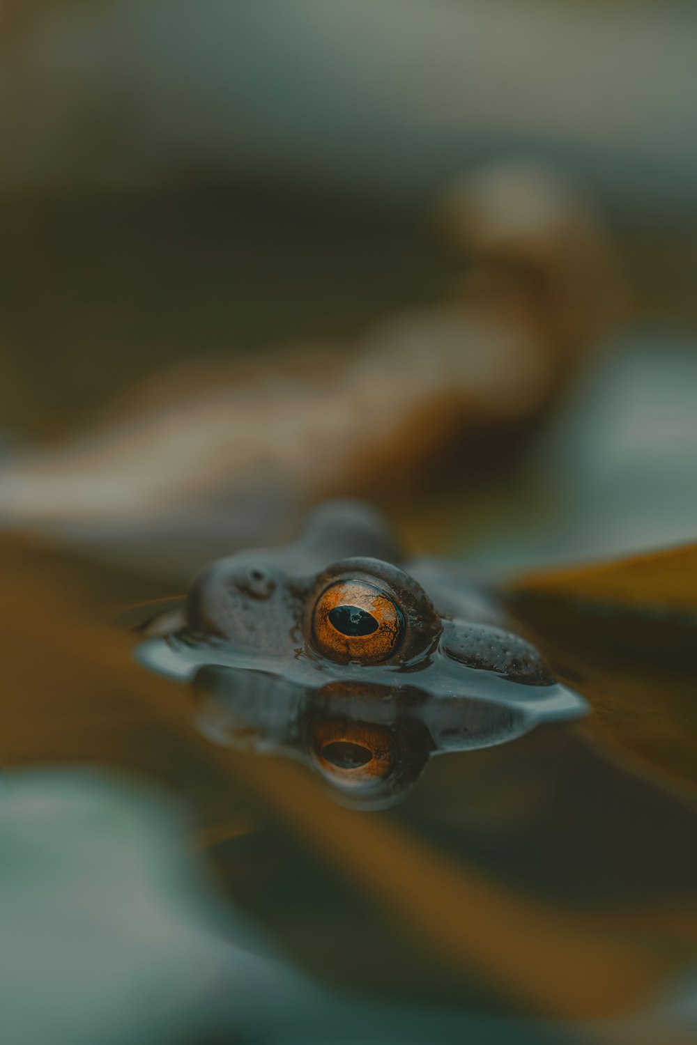 a close up of a frog's face in water