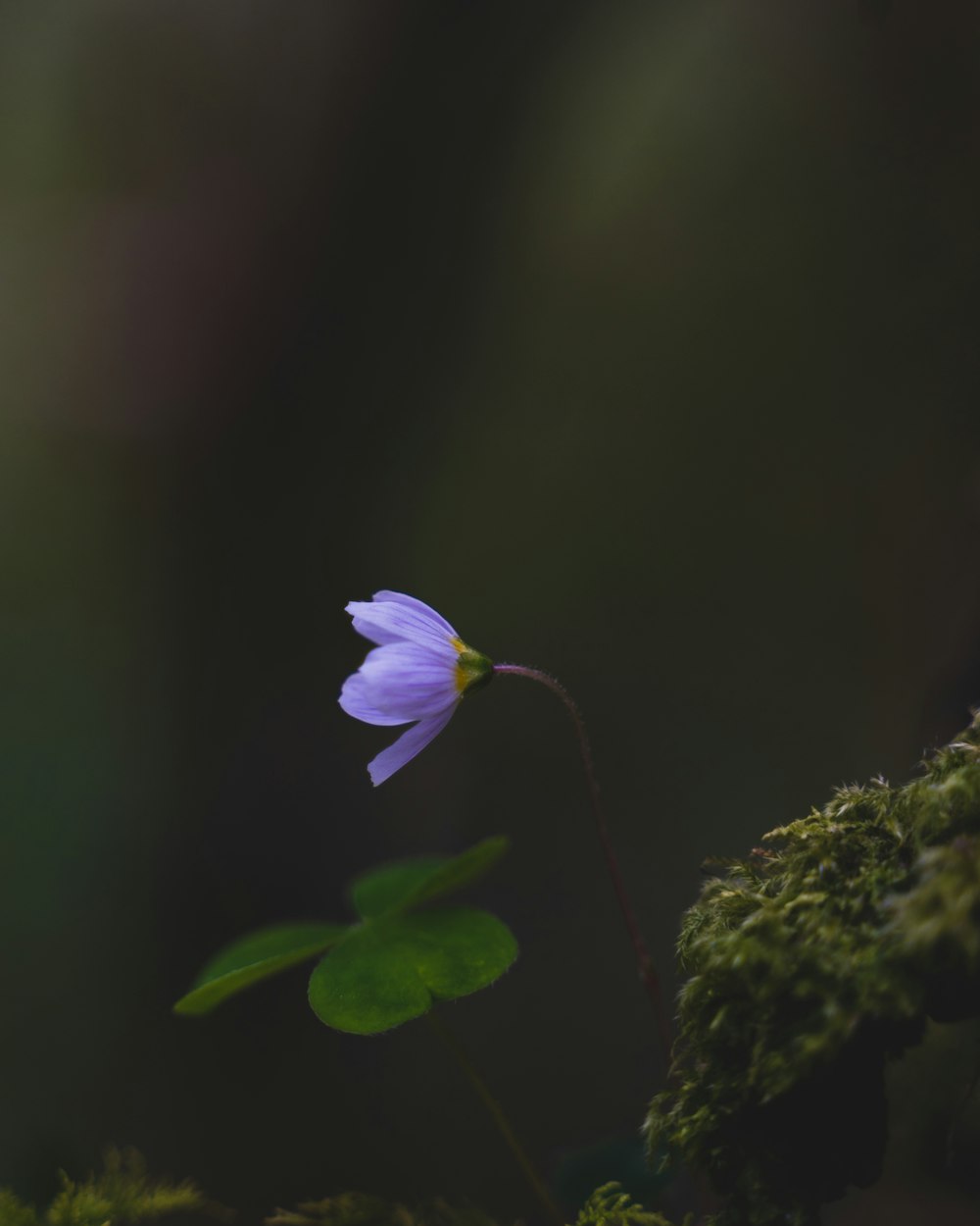 a small purple flower sitting on top of a moss covered ground