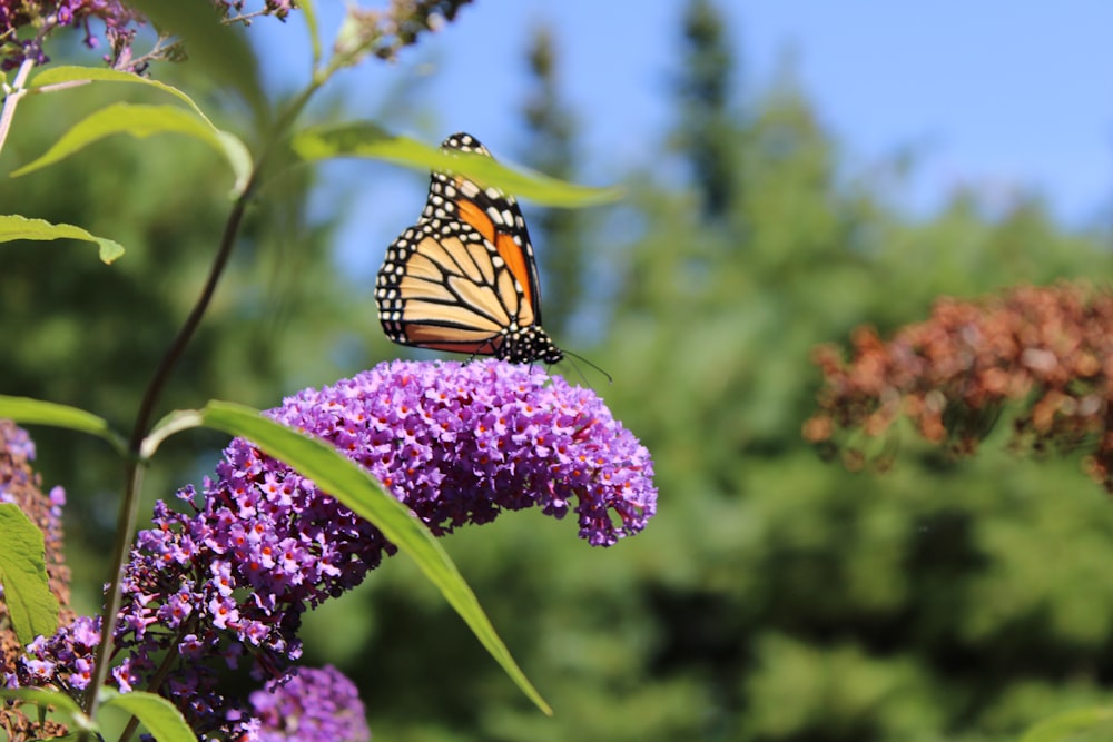a monarch butterfly sitting on a purple flower