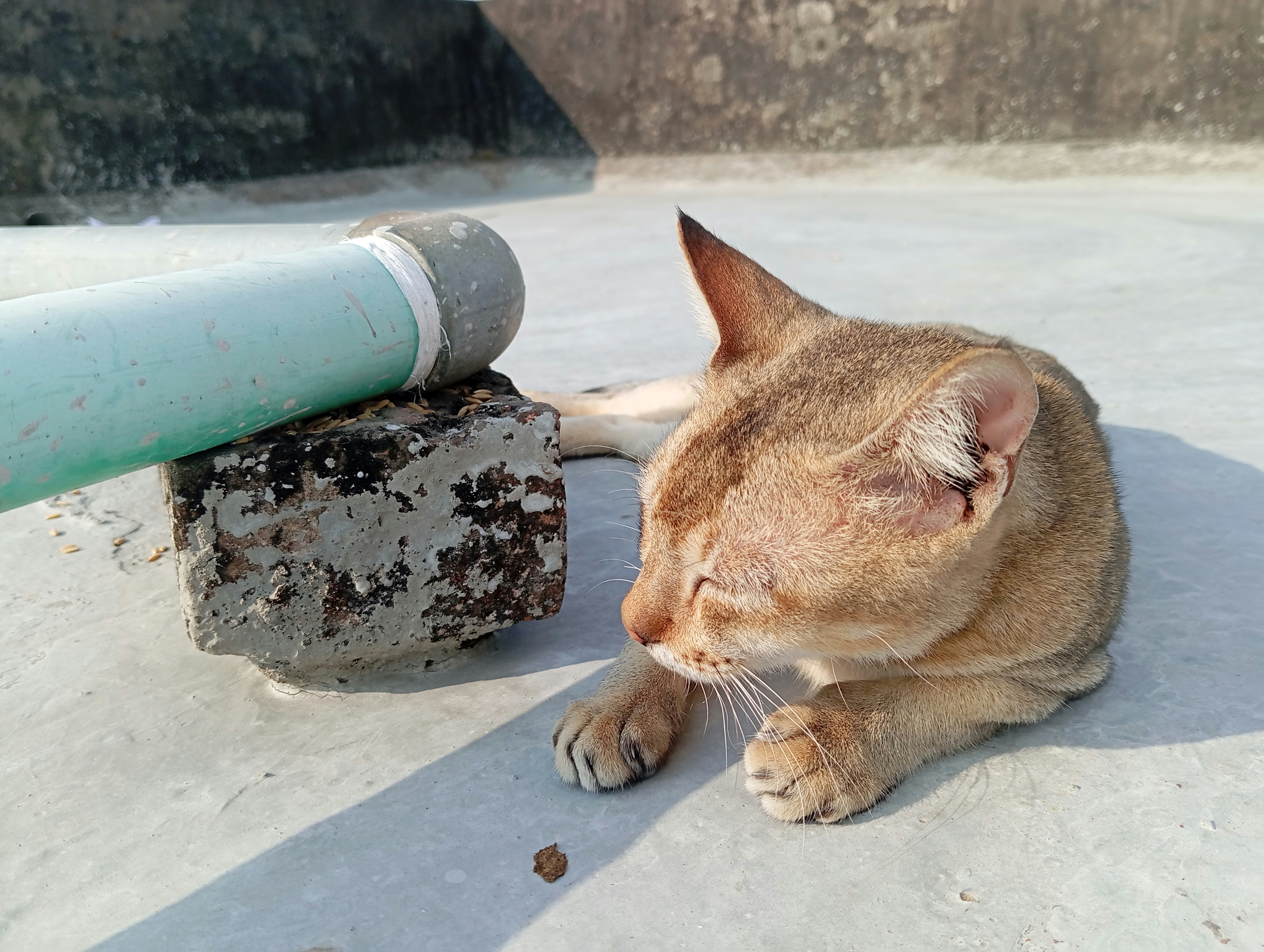 A cat laying on the ground next to a pipe photo – Free Cat Image on ...