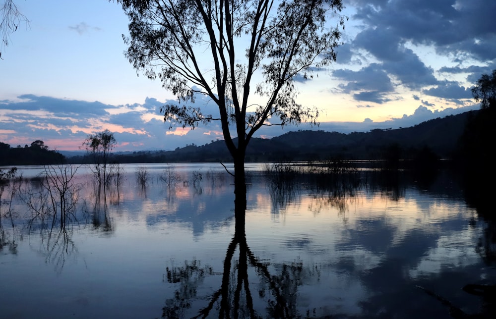 un albero che sta in piedi nell'acqua