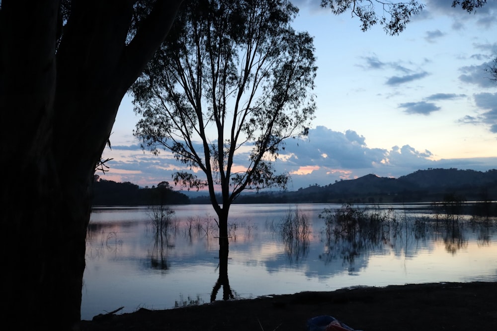 a body of water with a tree in the foreground