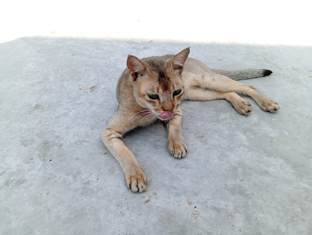 a cat laying on the ground with its tongue out