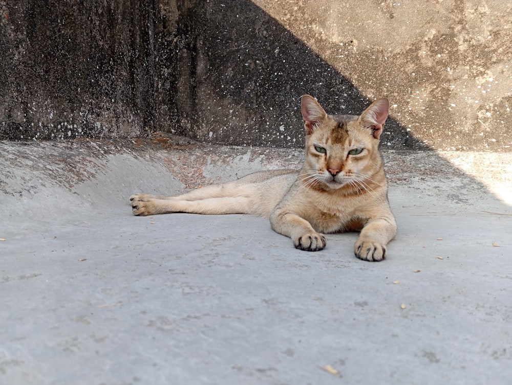 a cat that is laying down on the ground