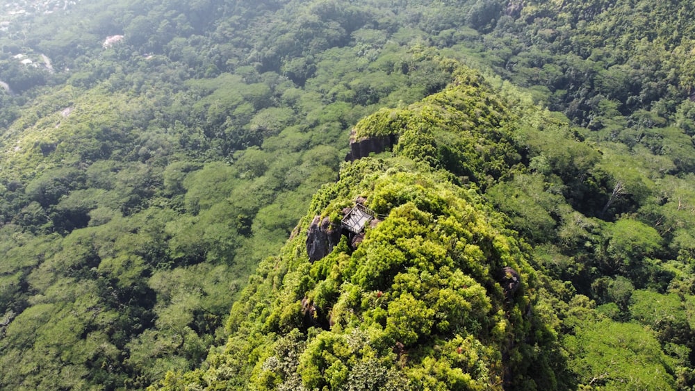 a lush green forest filled with lots of trees