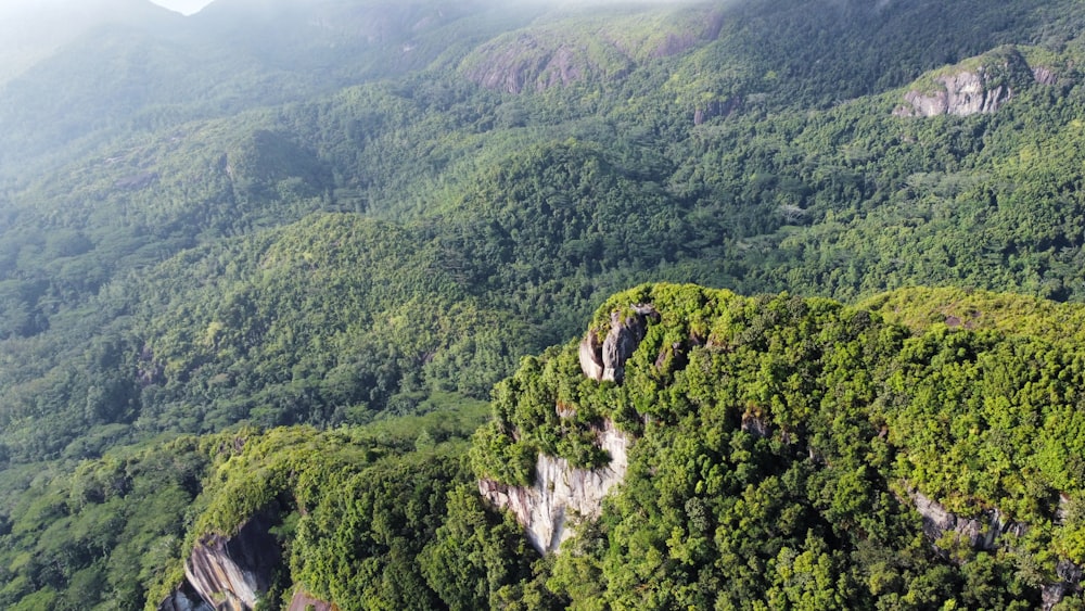 山岳地帯の森林地帯の航空写真