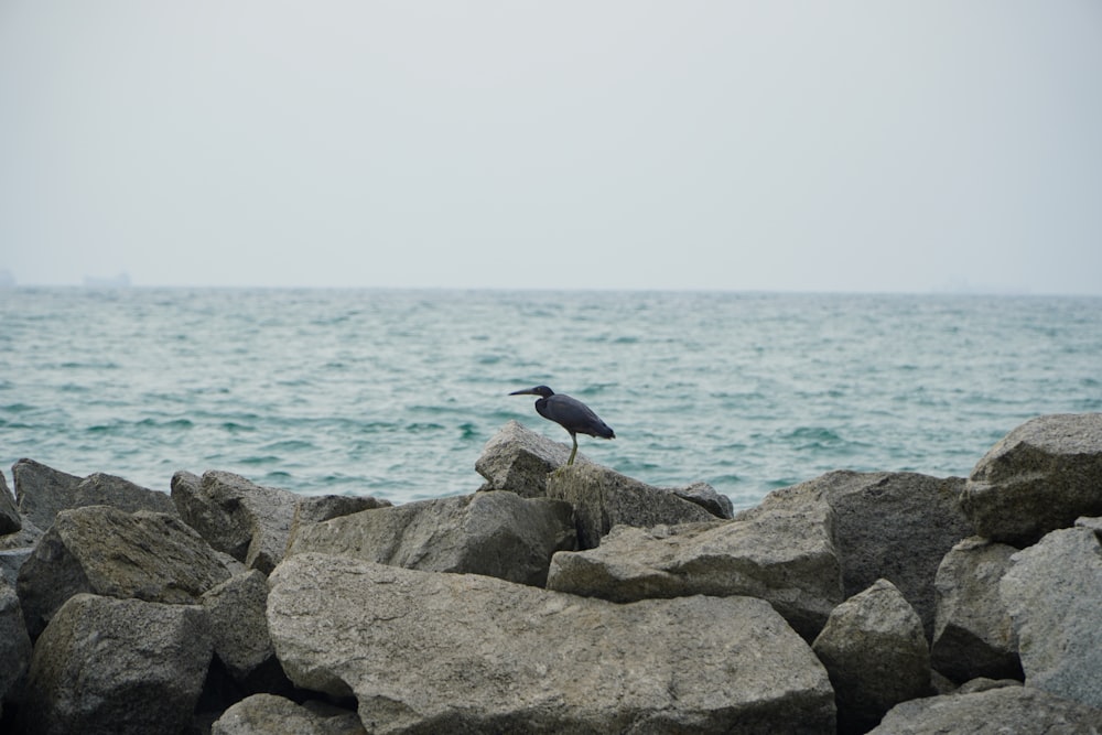 a bird sitting on a rock near the ocean