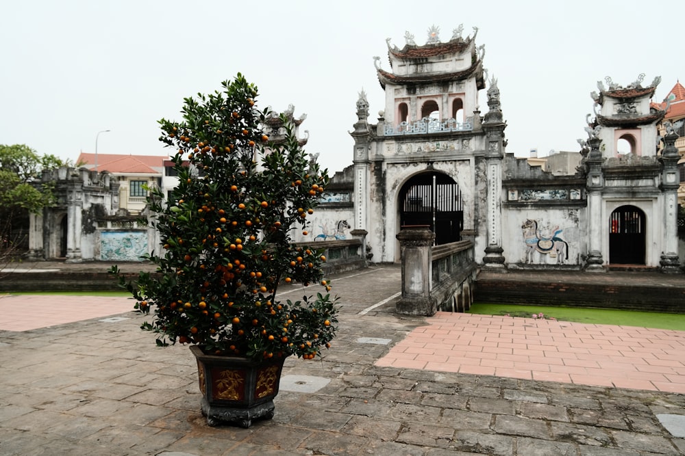 an orange tree in a pot in front of a building