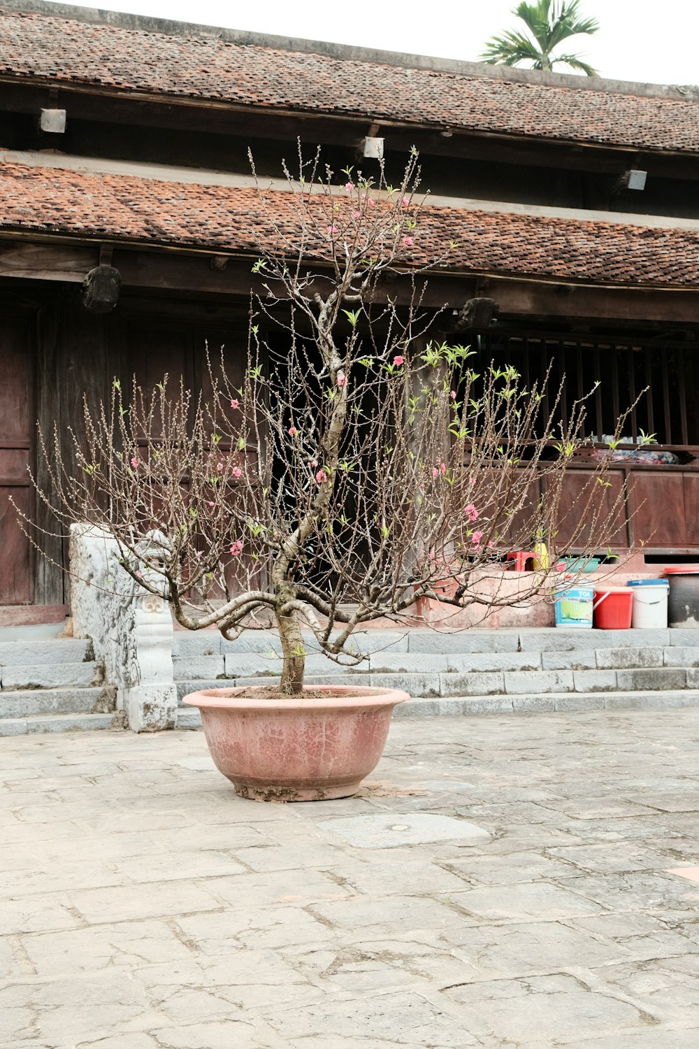 a bonsai tree in a pot in front of a building