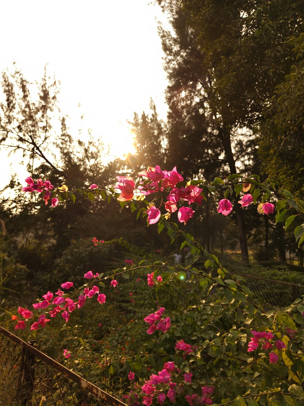 pink flowers are blooming on a sunny day