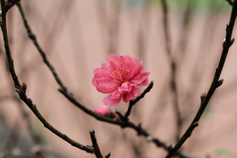 a pink flower is blooming on a tree branch