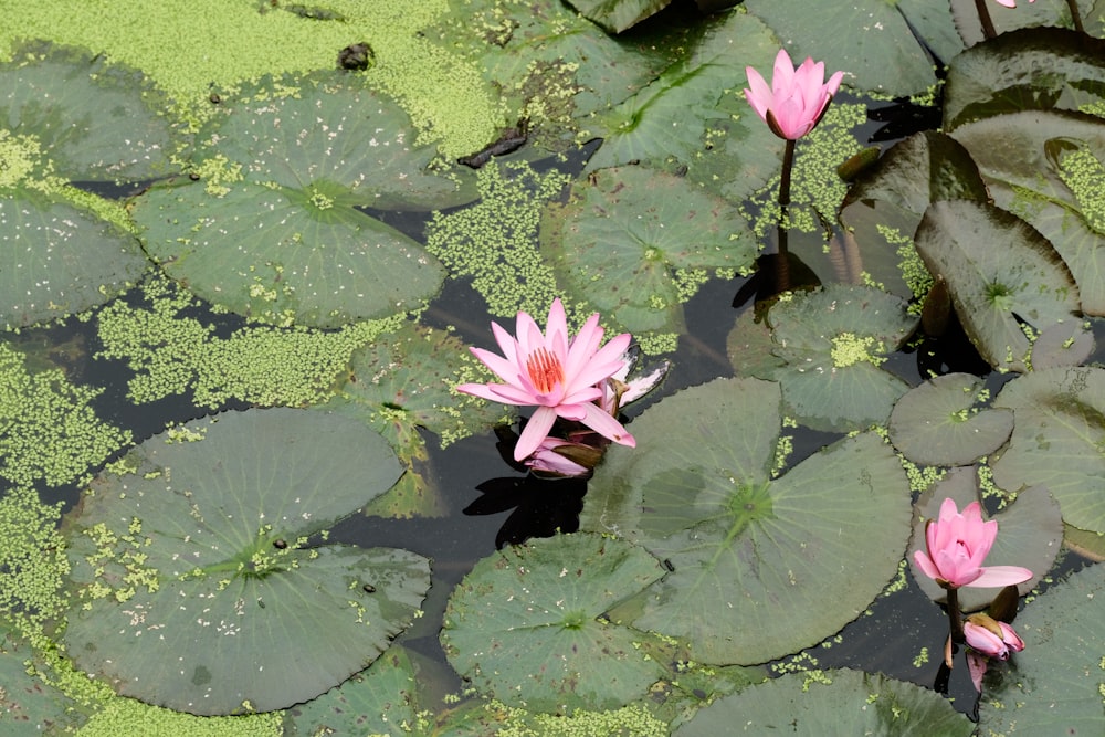 two pink water lilies in a pond with green leaves