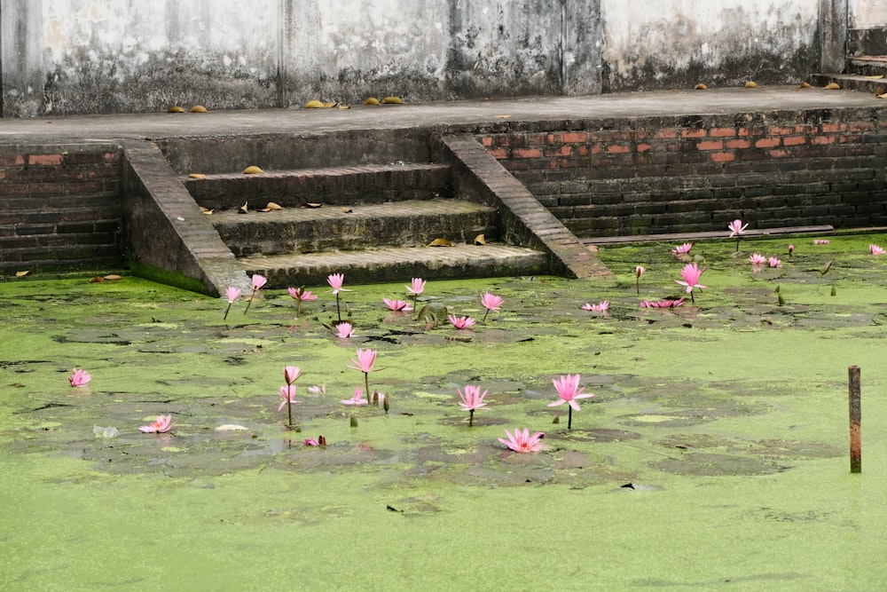 a group of pink flowers floating on top of a green pond