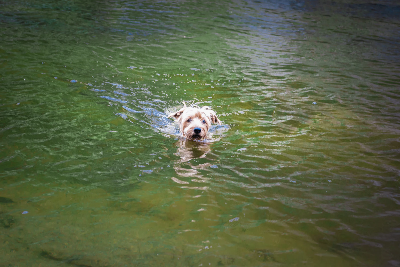 Perro de color claro nadando por agua verde de un lago