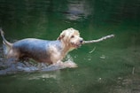 a dog holding a stick in its mouth in the water