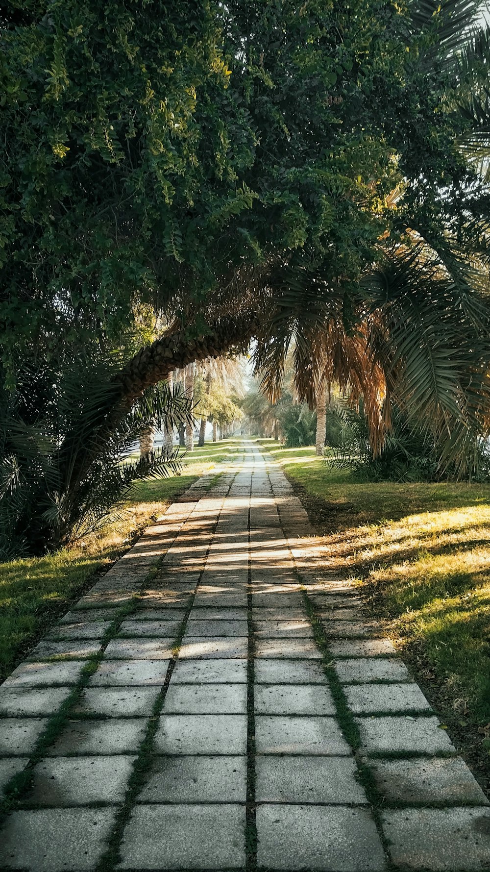 a brick walkway with trees and grass on both sides