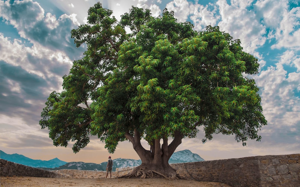 a man standing under a large tree in the middle of a desert