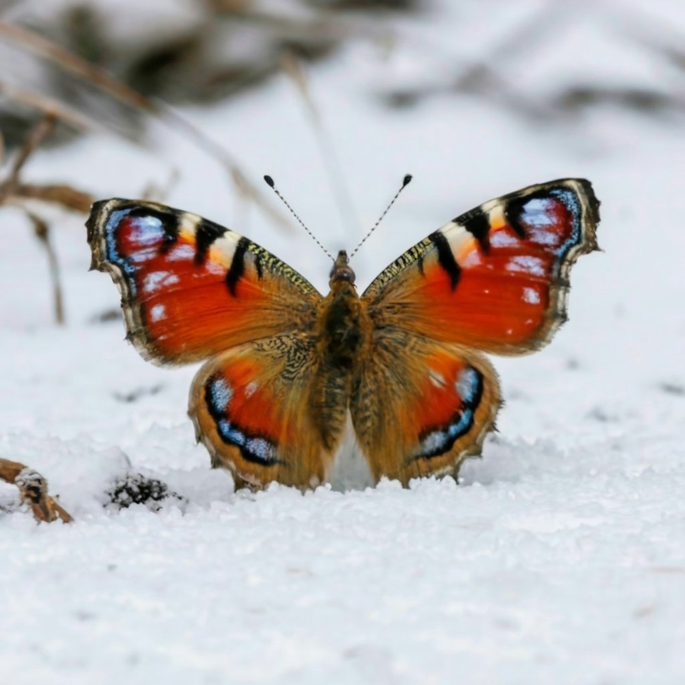 a butterfly that is sitting in the snow