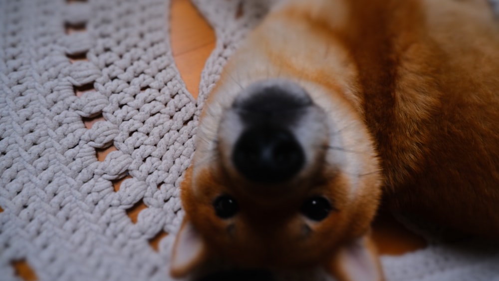 a close up of a dog laying on a rug