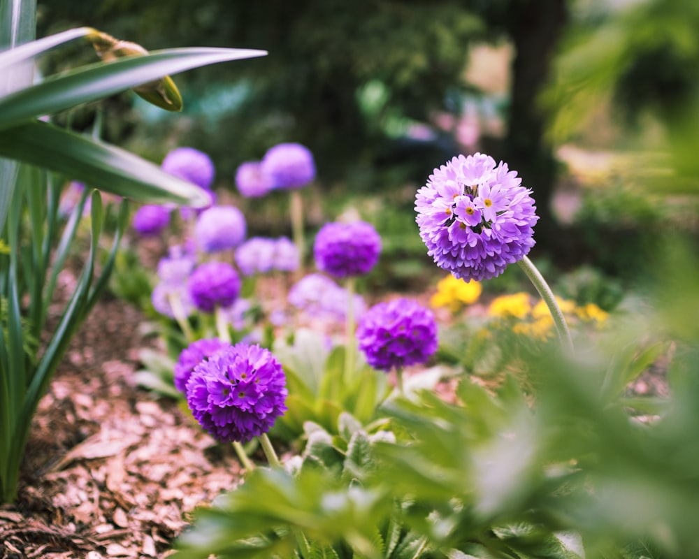 a bunch of purple flowers in a garden