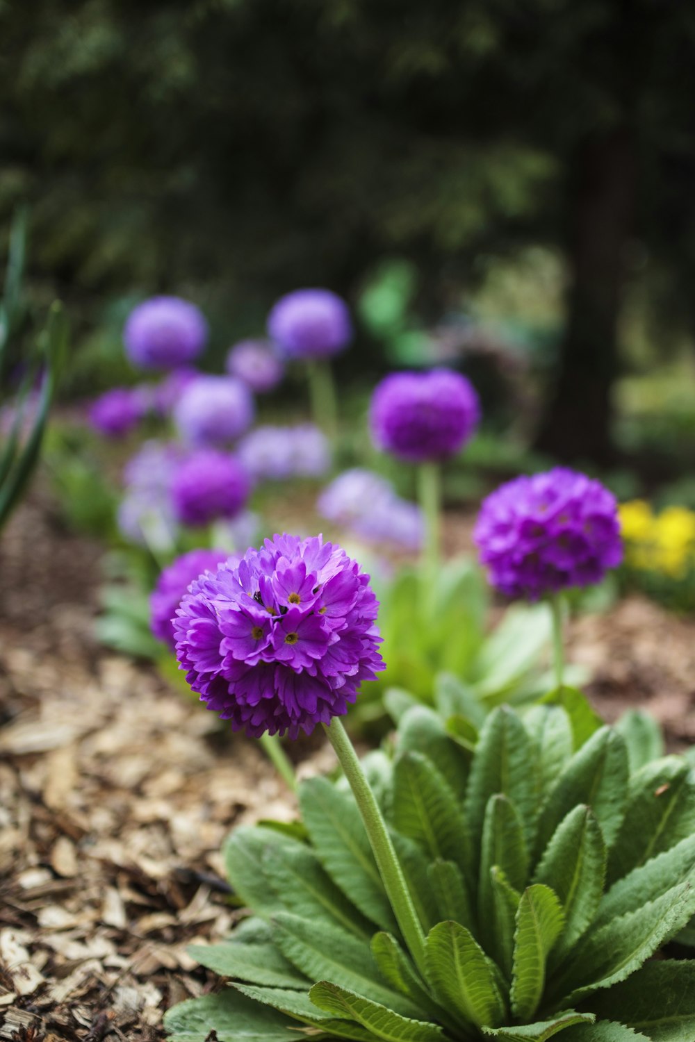 a bunch of purple flowers that are in the dirt