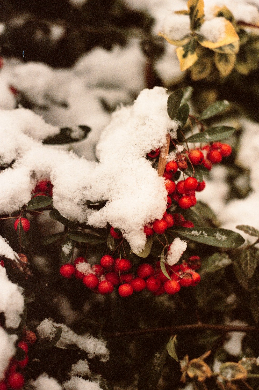 a bush with red berries covered in snow