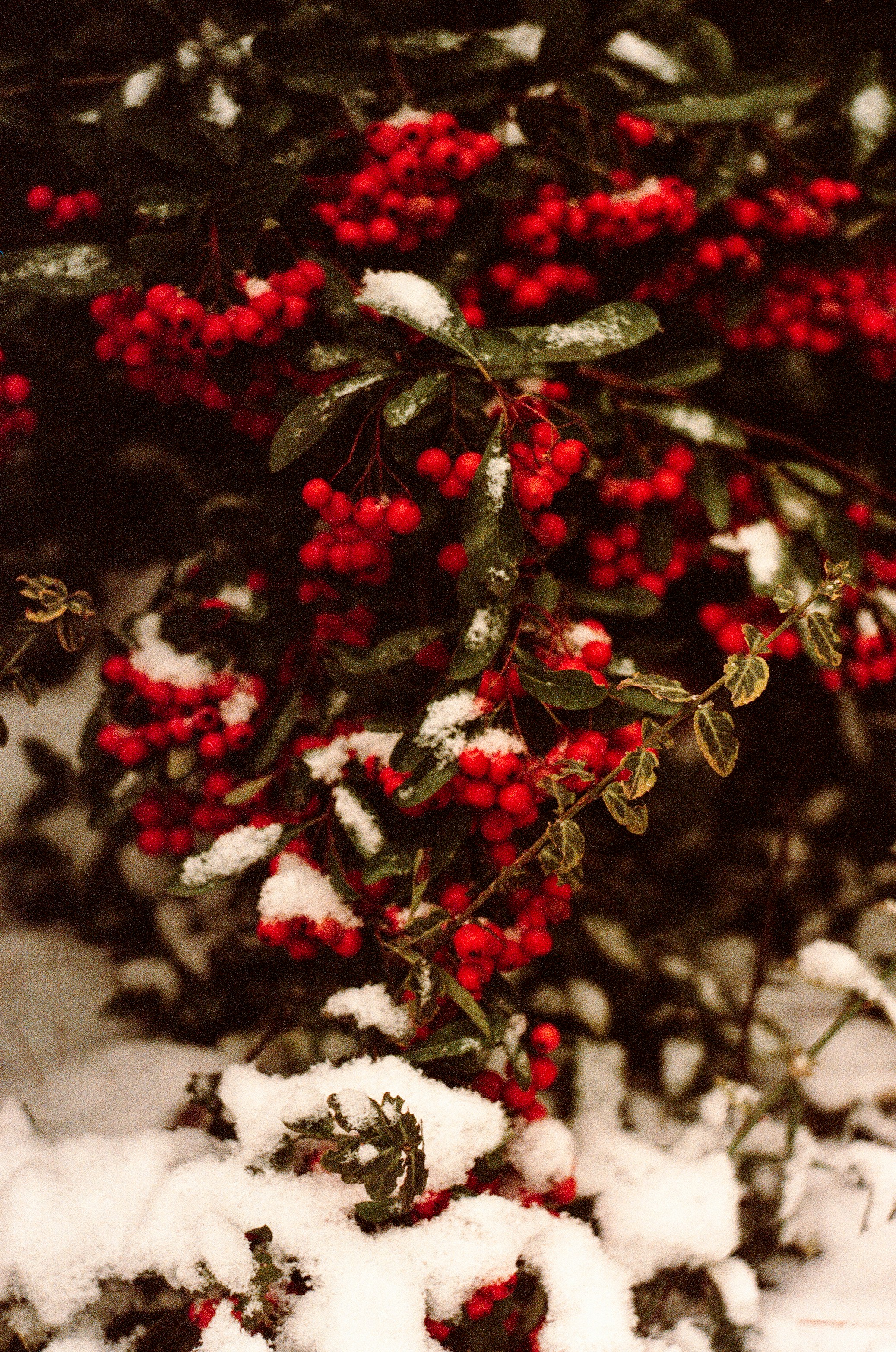 a bush with red berries and green leaves covered in snow