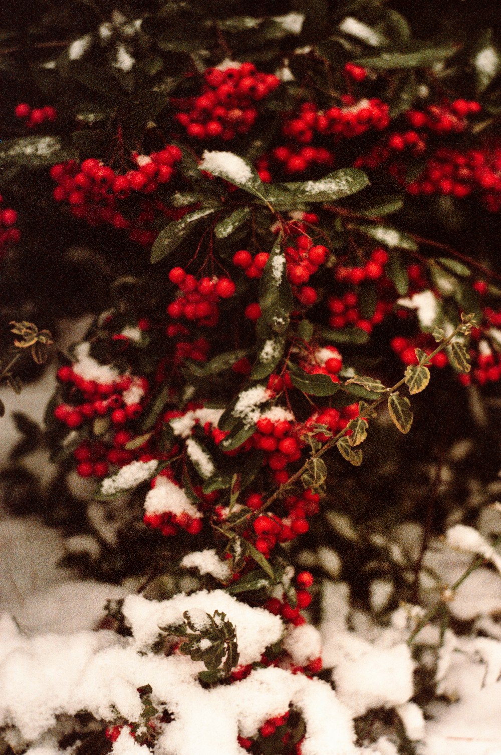 a bush with red berries and green leaves covered in snow
