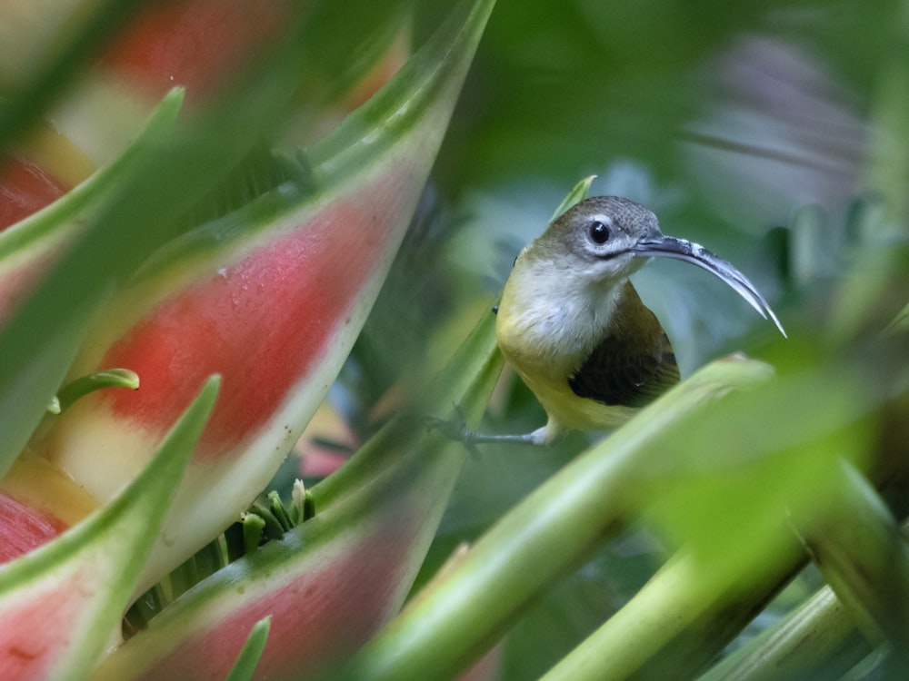 a small bird perched on top of a green plant