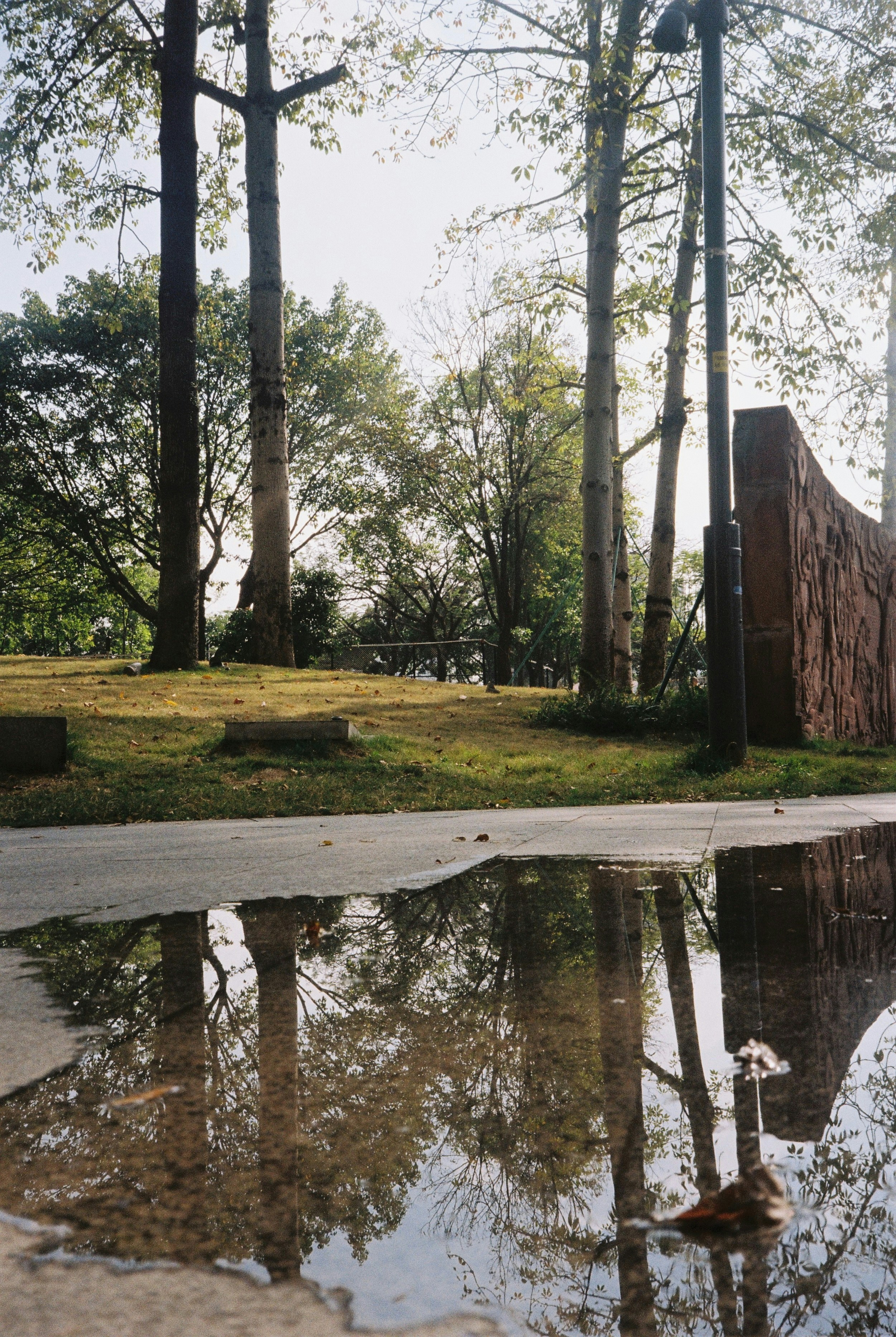 A reflection of trees in a puddle of water photo – Free Forest Image on ...