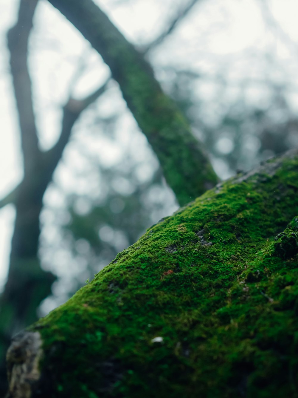 a close up of a moss covered tree trunk