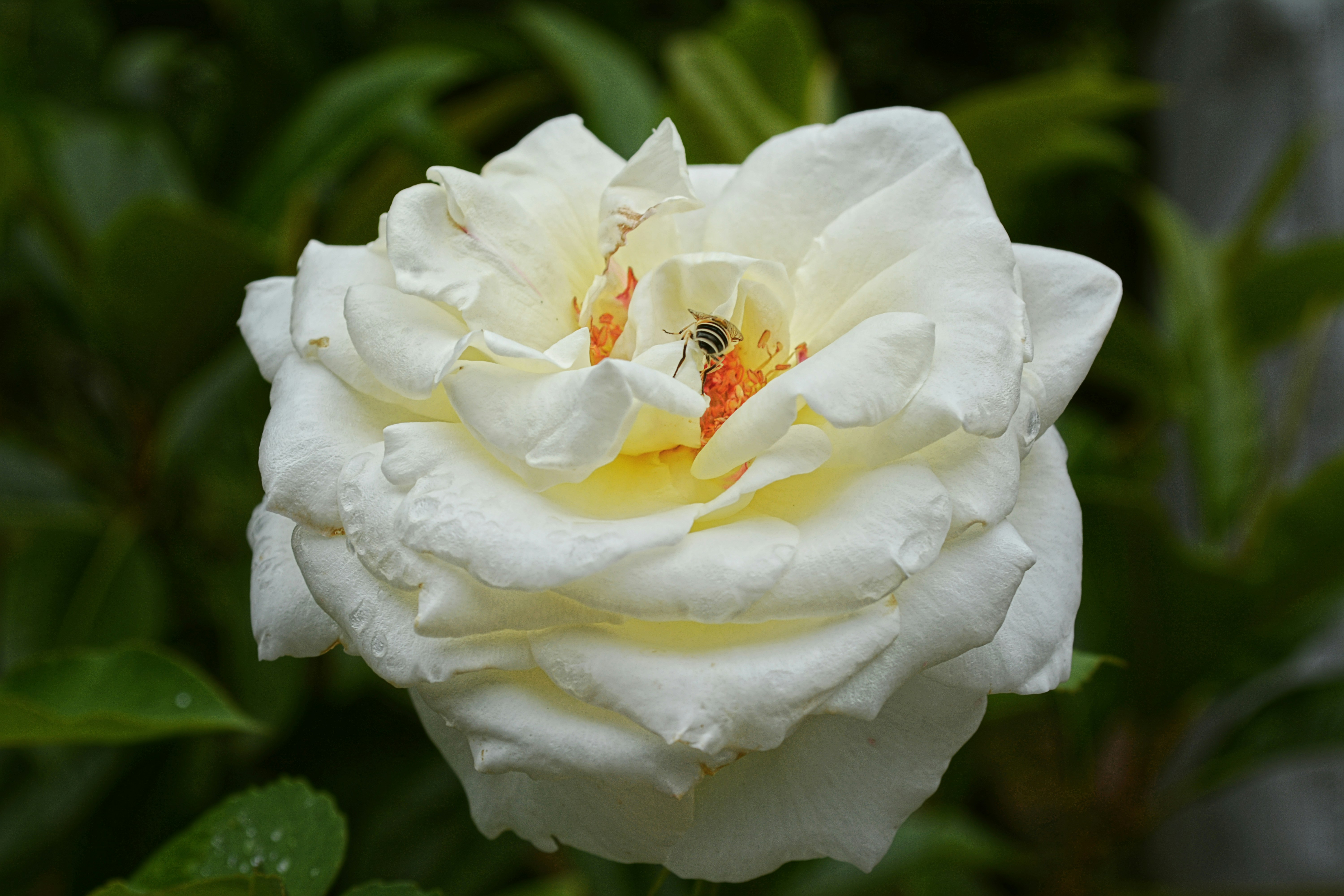 a white rose with a bee in the middle of it