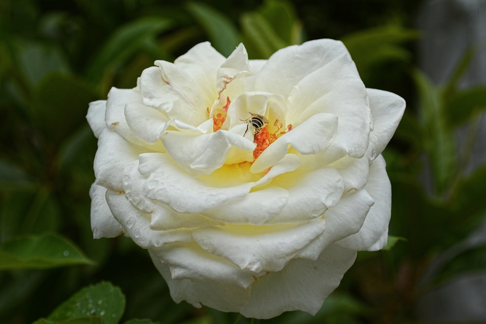 a white rose with a bee in the middle of it