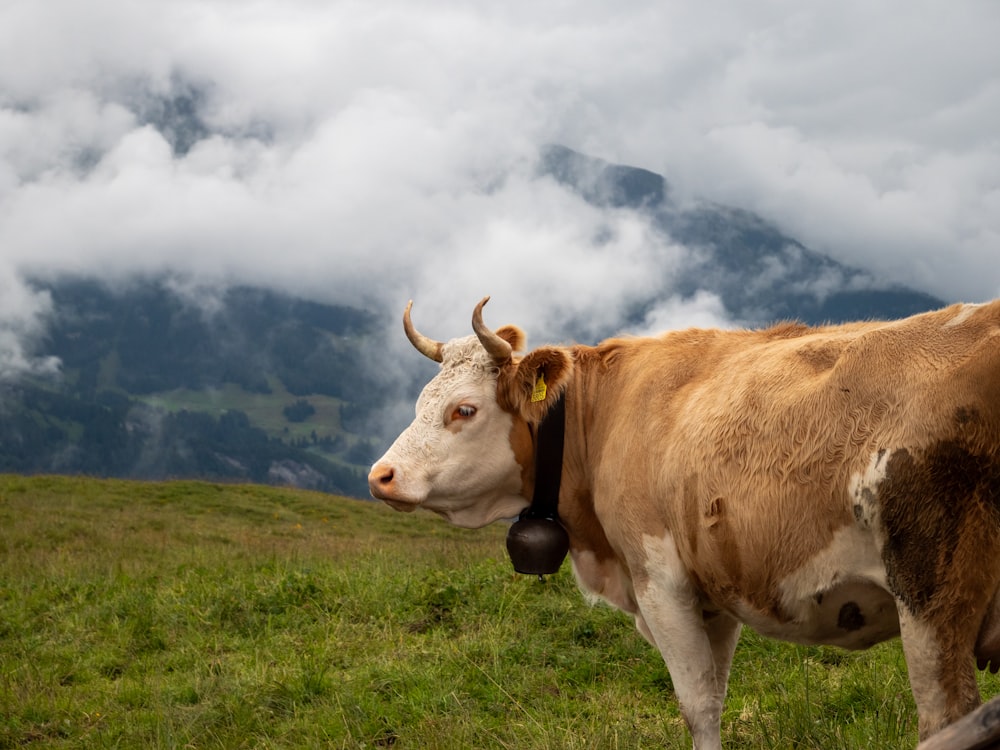 a brown and white cow standing on top of a lush green field