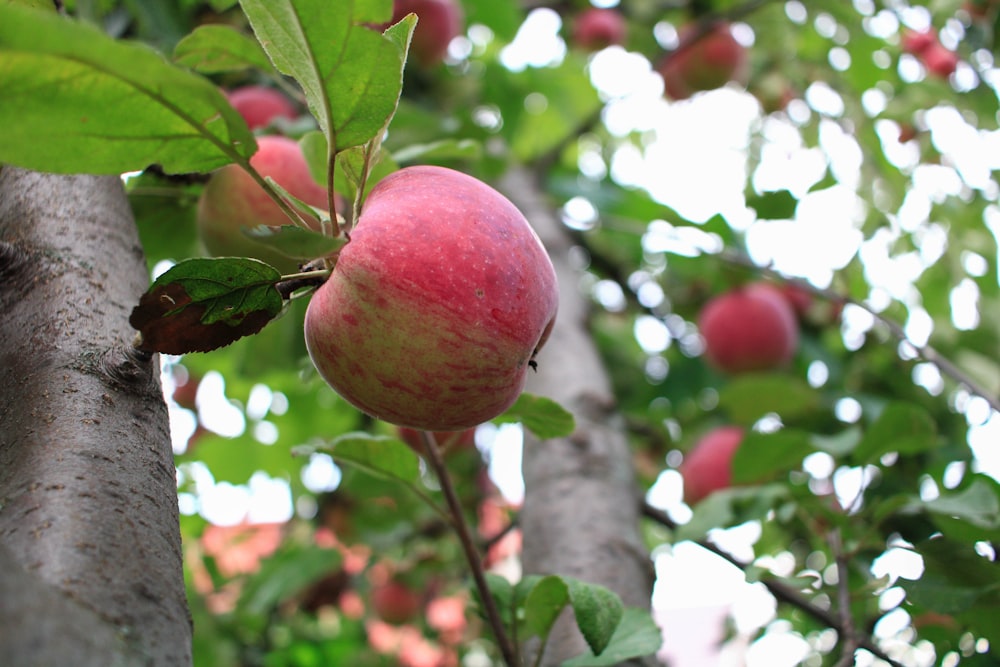 a close up of an apple on a tree