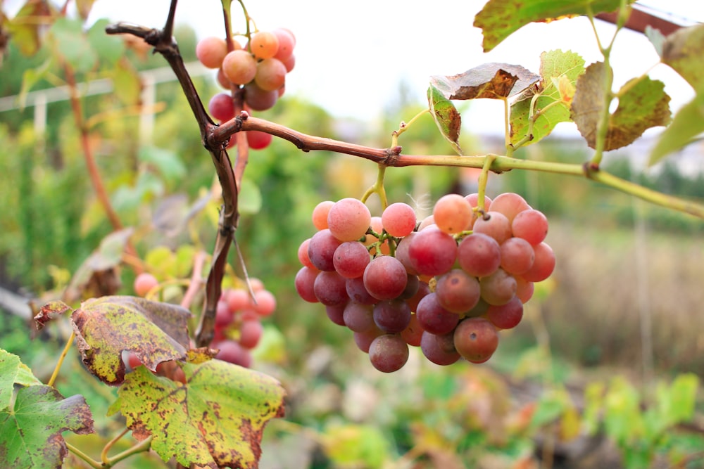 a bunch of grapes hanging from a vine