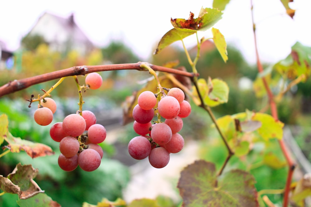 a bunch of grapes hanging from a vine