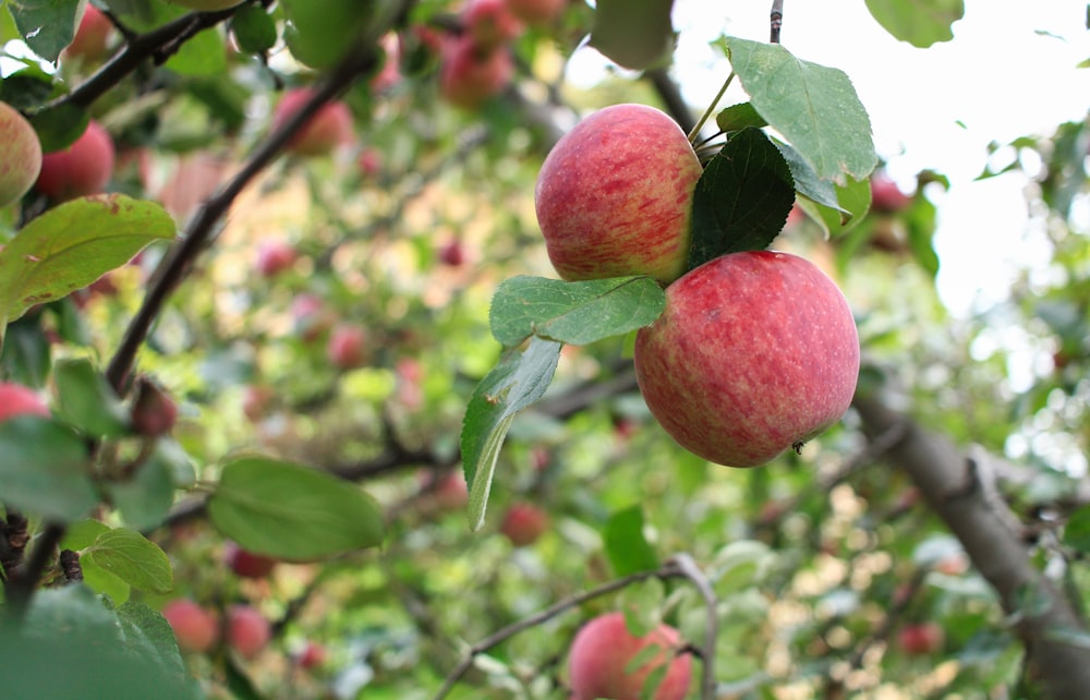 a couple of apples hanging from a tree