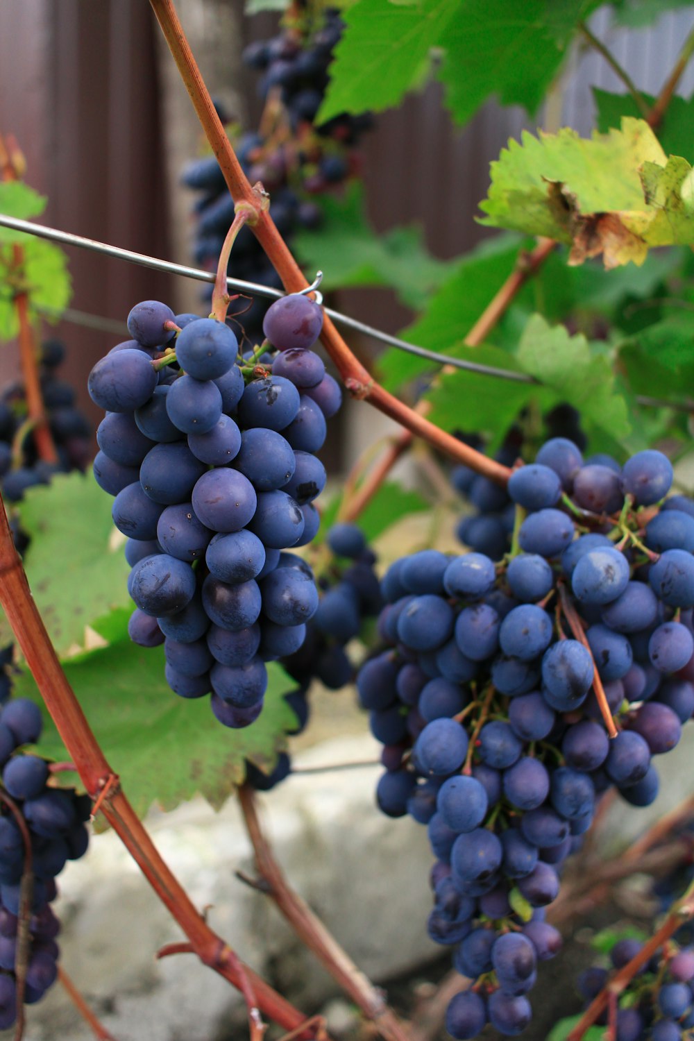 a bunch of grapes hanging from a vine