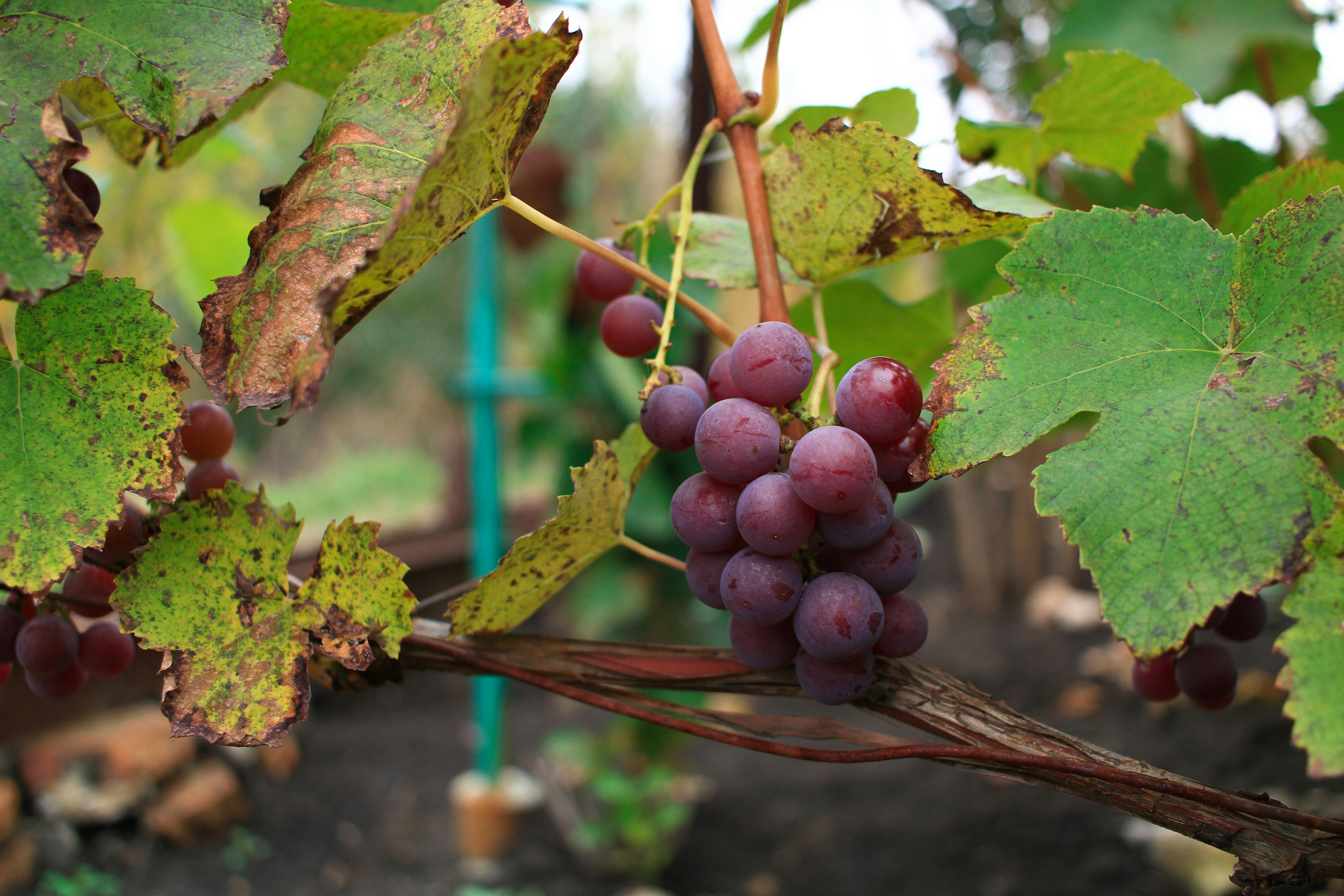 Photo by maksimzaviktorin