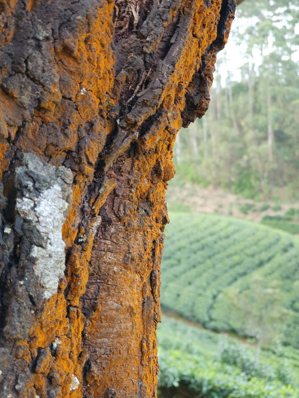 a close up of the bark of a tree