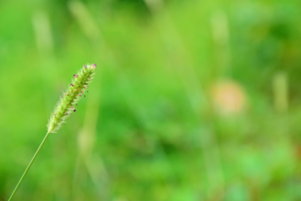 a blurry photo of a plant in a field