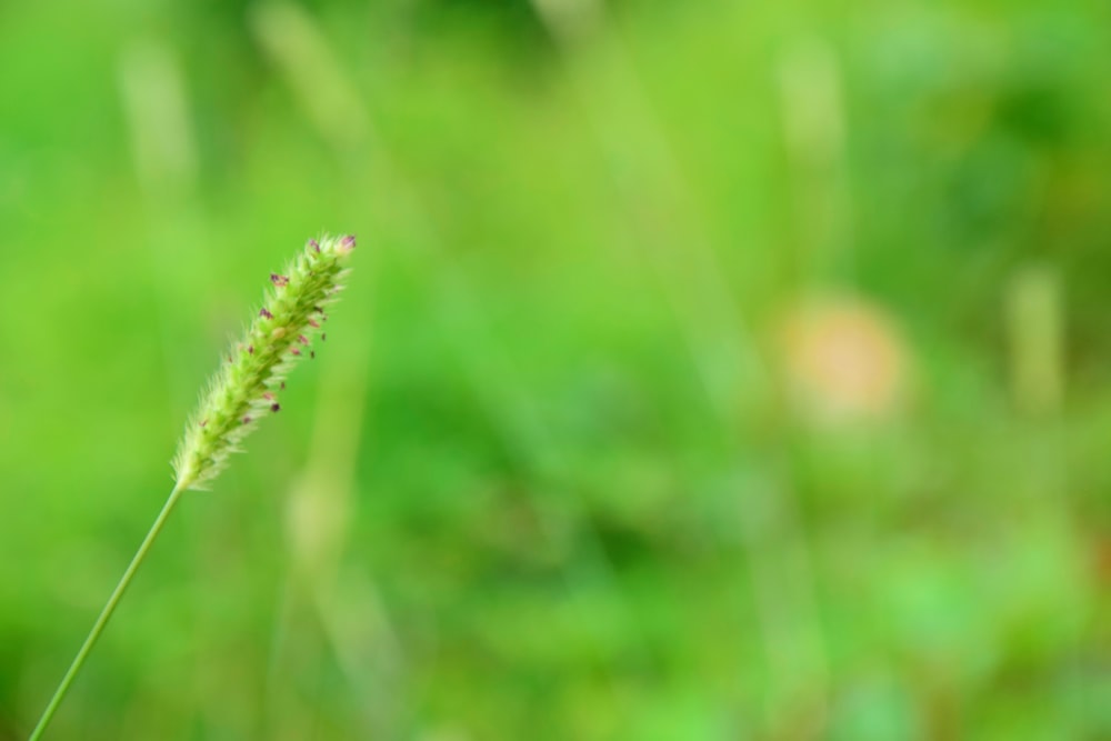 畑の植物のぼやけた写真