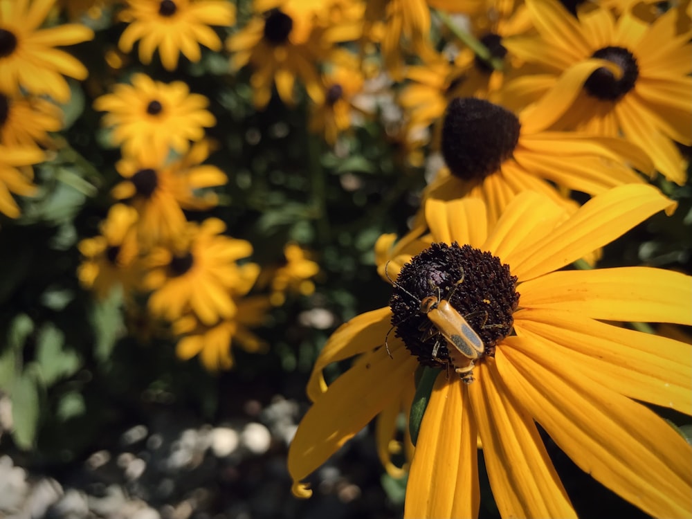 a yellow flower with a bug on it