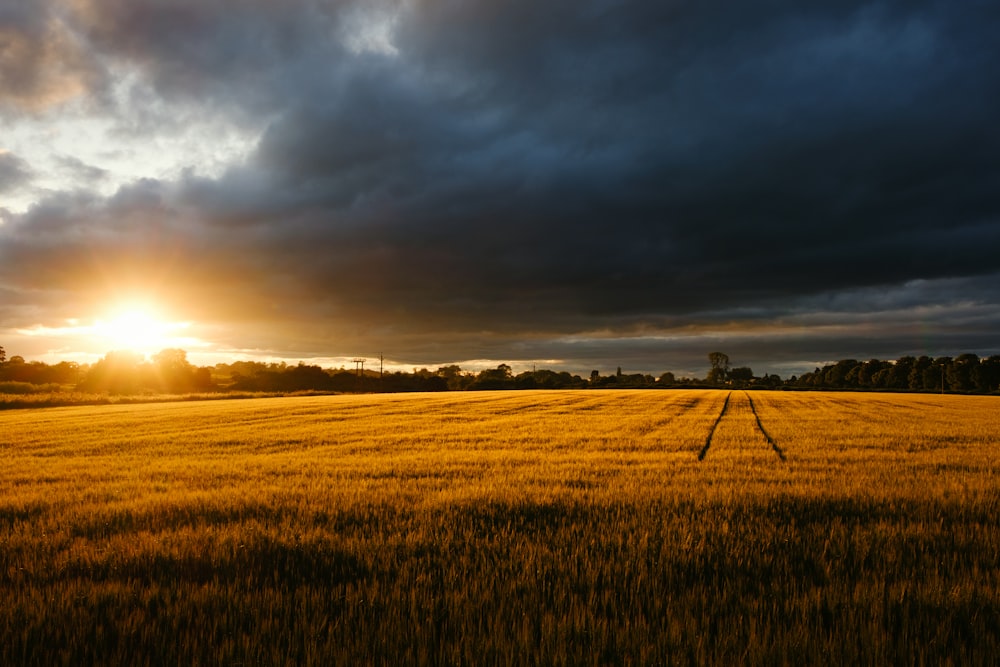 a field of grass under a cloudy sky